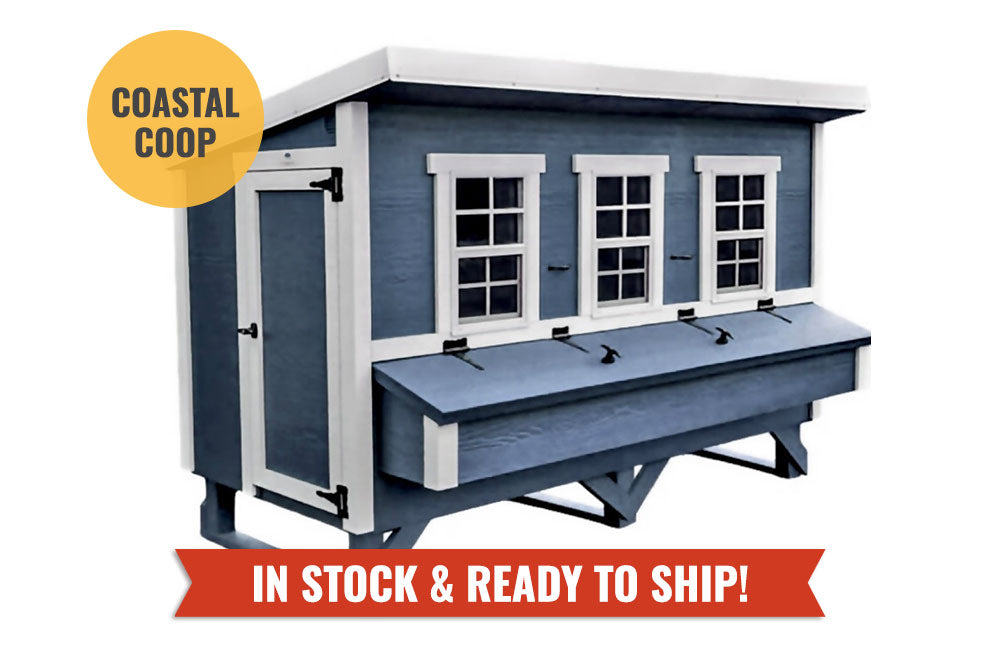 Blue XL chicken coop with white trim, in stock and ready to ship