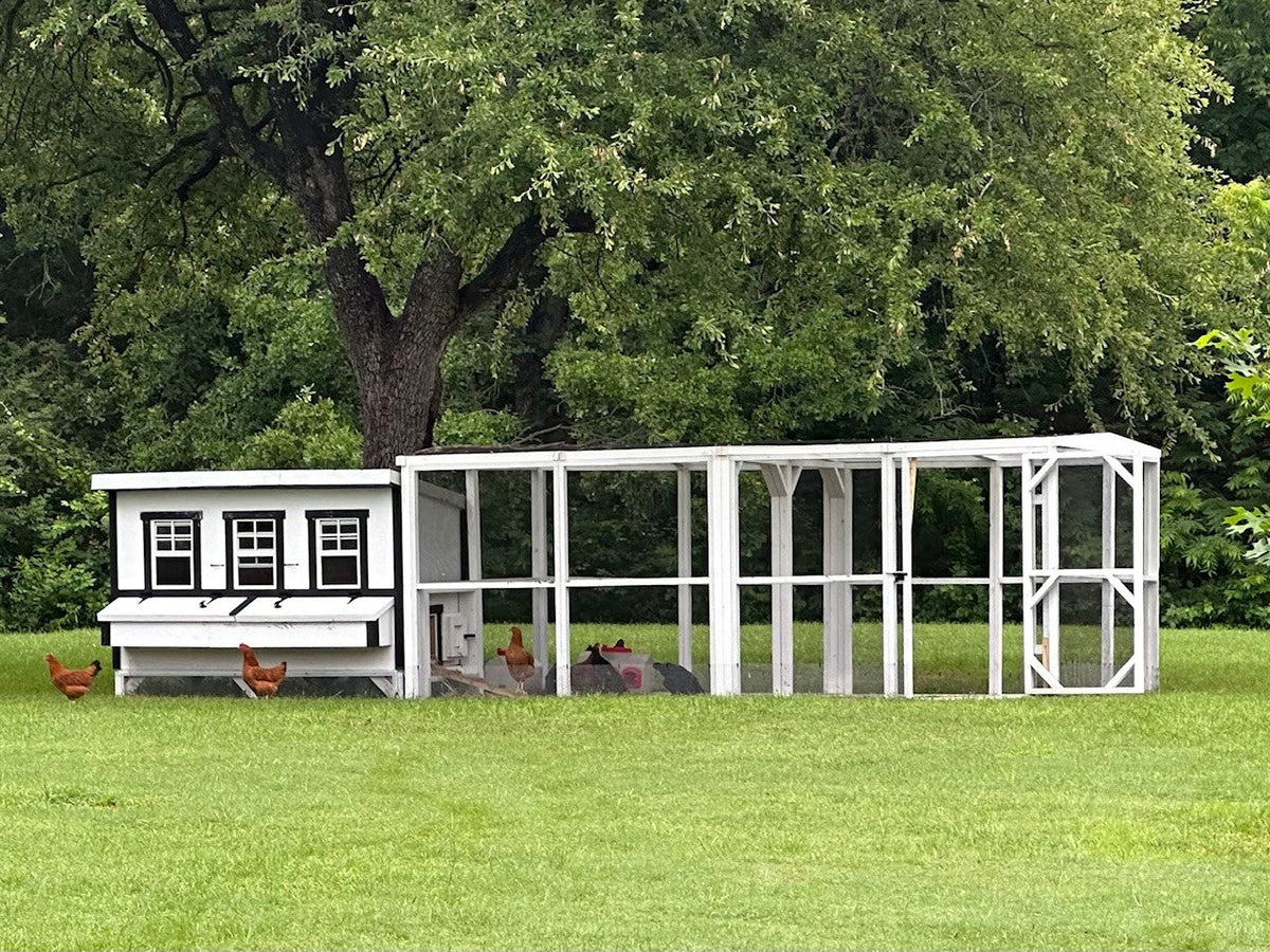 White farmhouse-style XL chicken coop, connected to a walk-in run