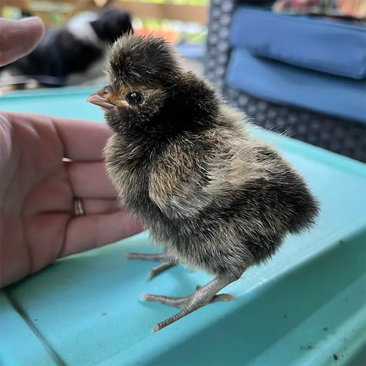 What to Expect After Getting Your Chicks Home