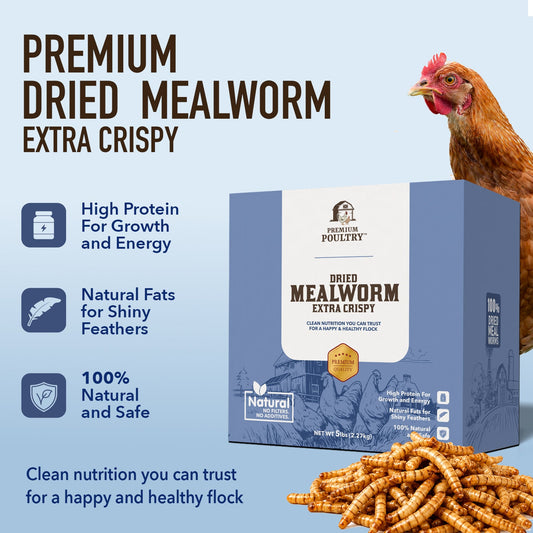 Dried Mealworms