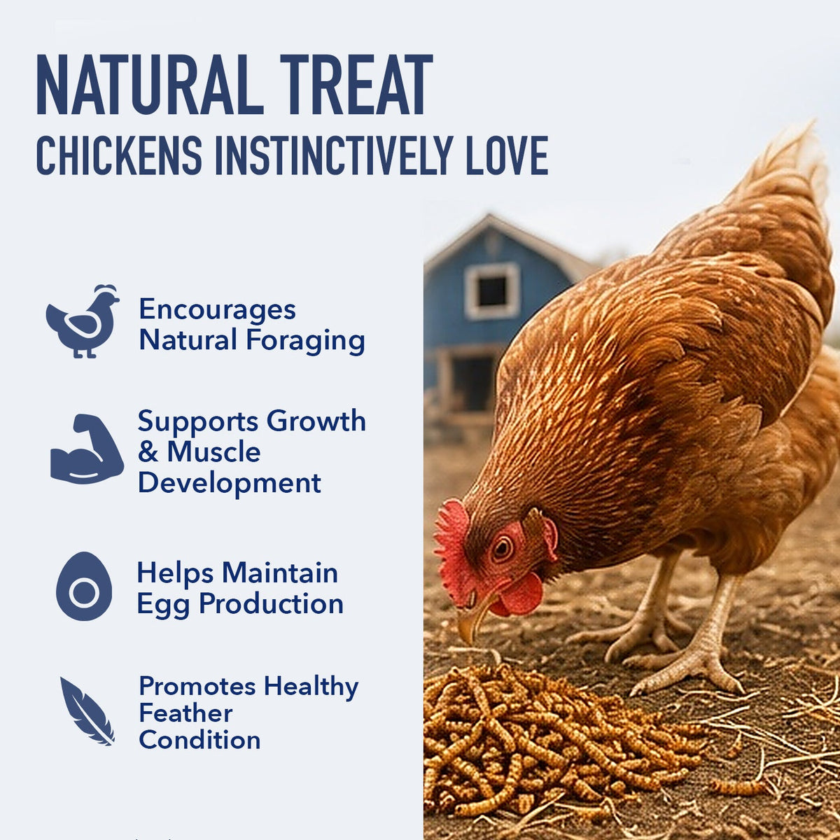 Dried Mealworms