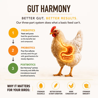 All Flocks Poultry Feed