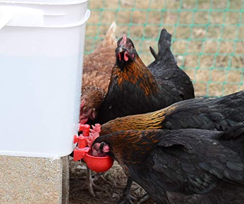 RentACoop 5 Gallon 4 Autofill Water Cup Chicken Waterer 2025 Version - Center Placement