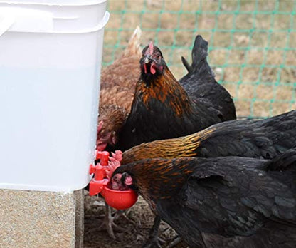 RentACoop 5 Gallon 4 Autofill Water Cup Chicken Waterer 2025 Version - Center Placement