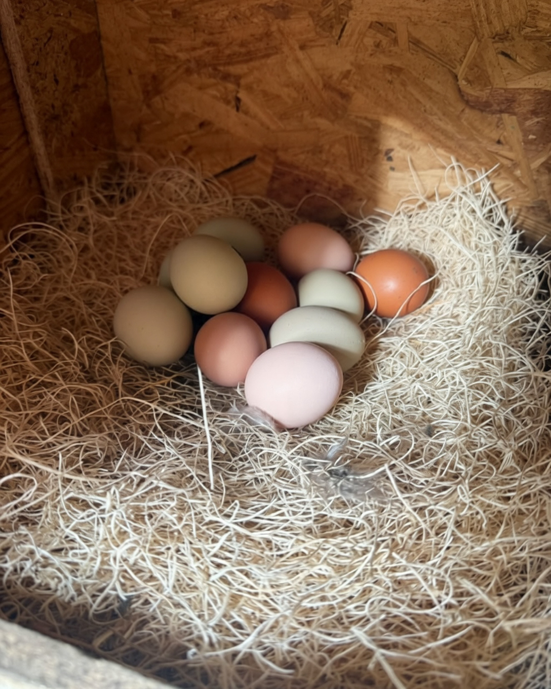 Backyard Chicken Starter Kit