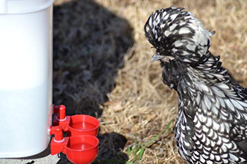 RentACoop 5 Gallon 4 Autofill Water Cup Chicken Waterer 2025 Version - Center Placement