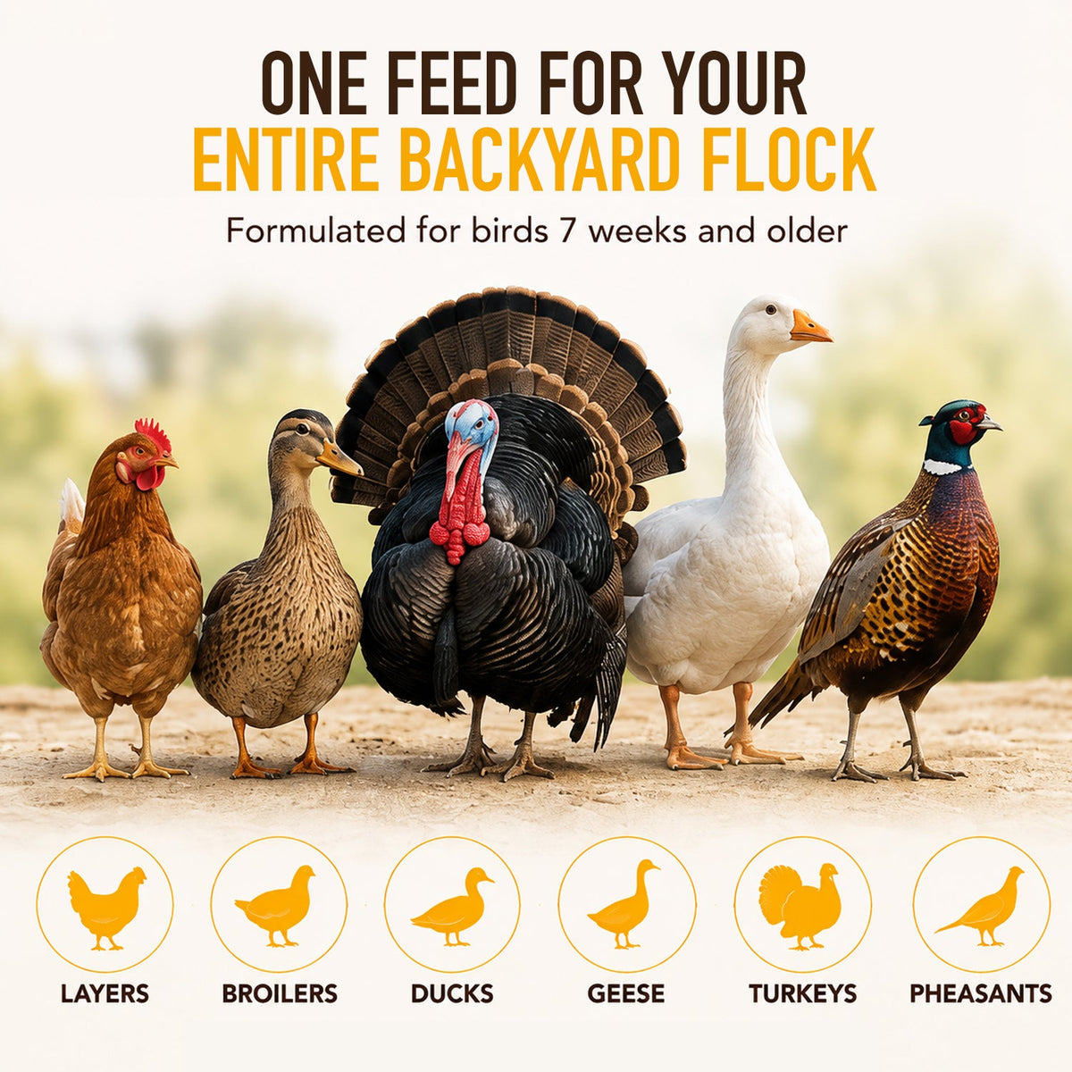 All Flocks Poultry Feed