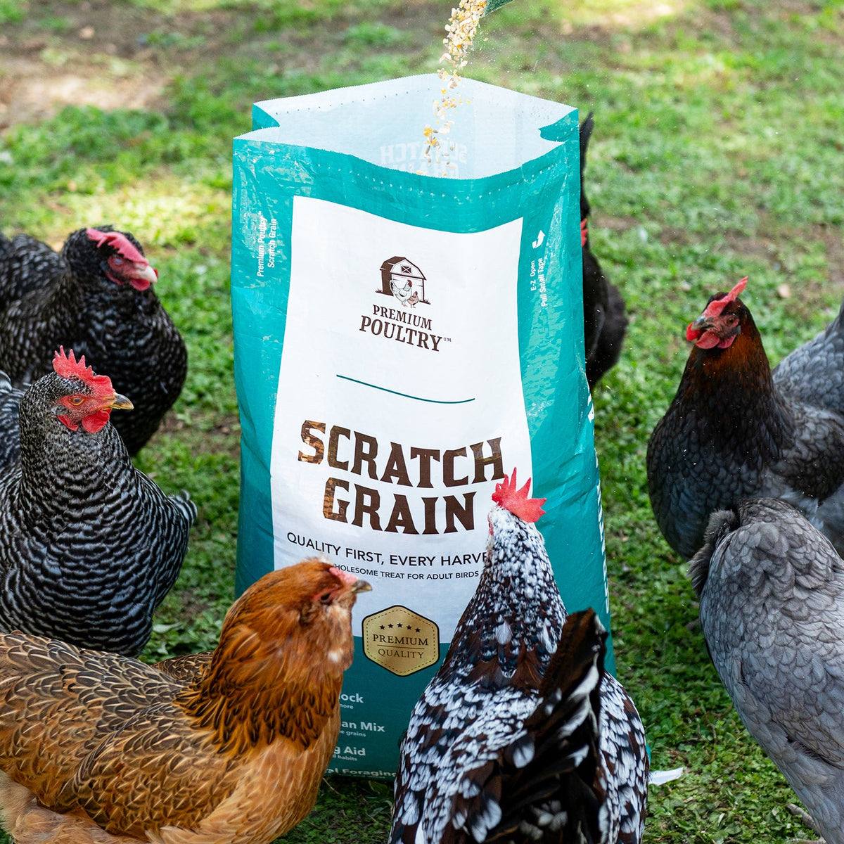 Scratch Grain