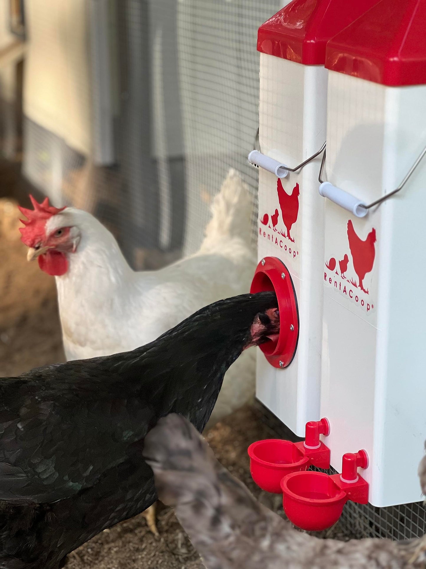 Twin Cup Chicken Waterer and Feeder Set - 10lbs/2 Gal