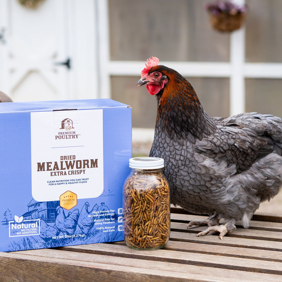 Dried Mealworms