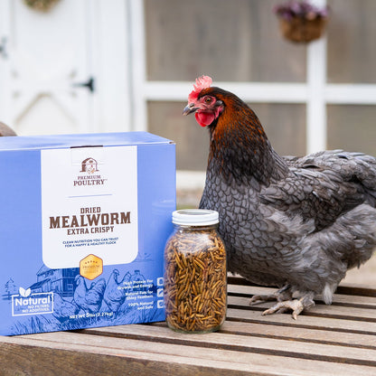 Dried Mealworms