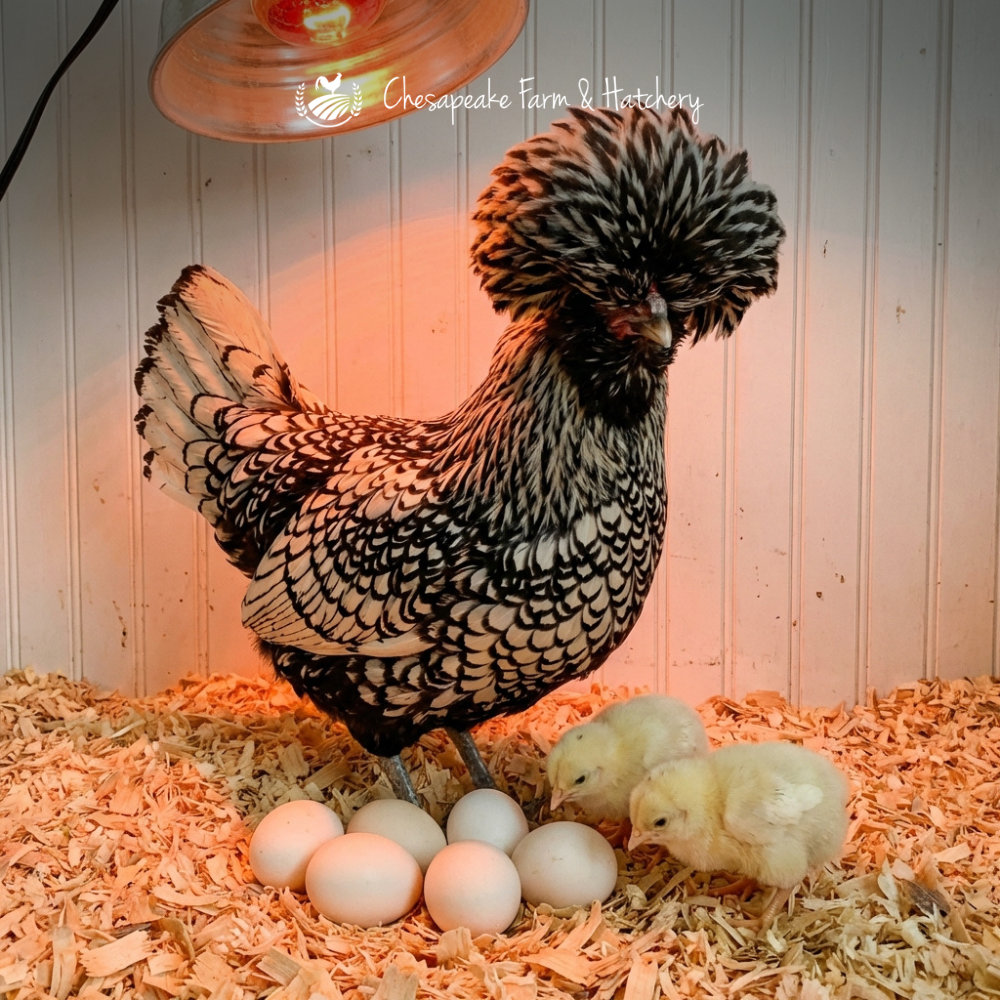 Assorted Polish — Day-Old Chicks