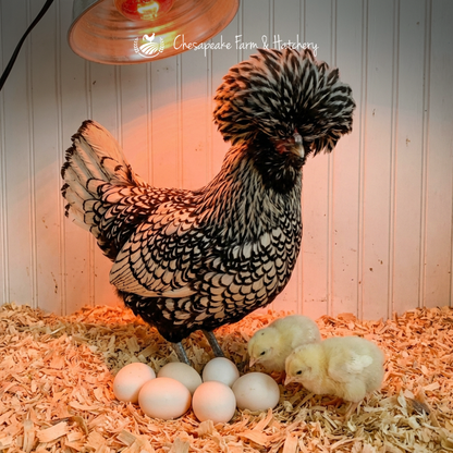 Assorted Polish — Day-Old Chicks