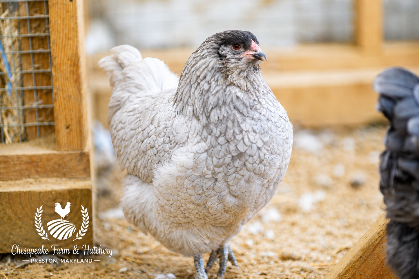 BBS Ameraucana — Day-Old Chicks