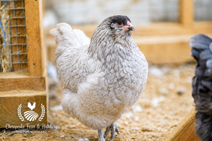 BBS Ameraucana — Day-Old Chicks