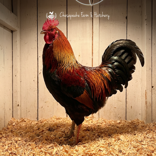 Bargain Roosters — Day-Old Chicks