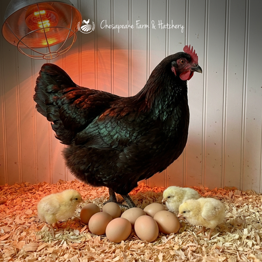 Black Australorp — Day-Old Chicks