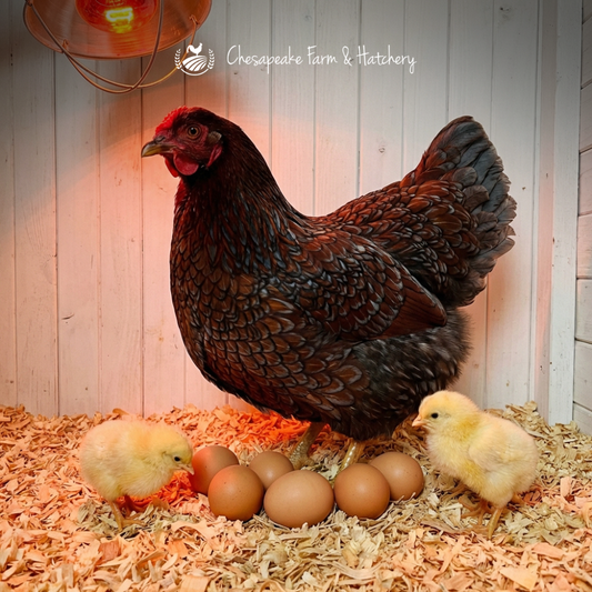 Blue Laced Red Wyandotte — Day-Old Chicks