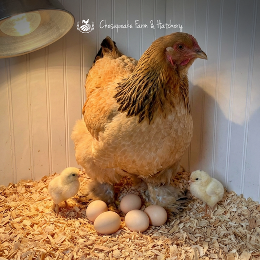 Buff Brahma — Day-Old Chicks
