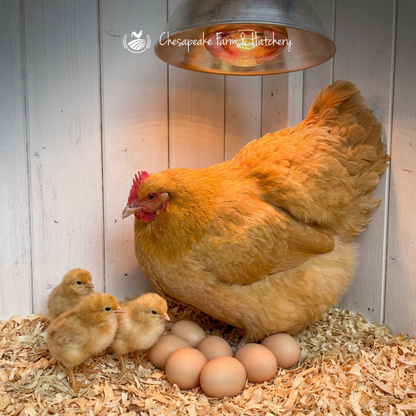 Buff Orpington — Day-Old Chicks