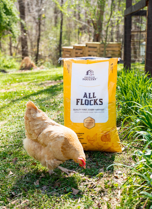 Backyard Chicken Starter Kit
