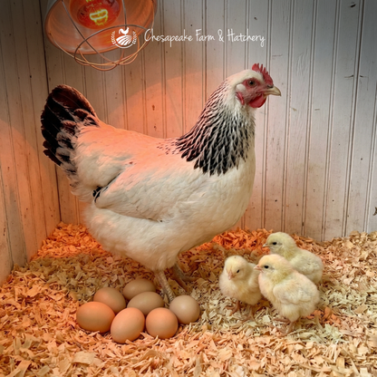 Delaware — Day-Old Chicks