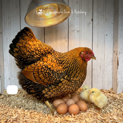 Golden Laced Wyandotte — Day-Old Chicks