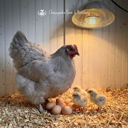 Lavender Orpington — Day-Old Chicks