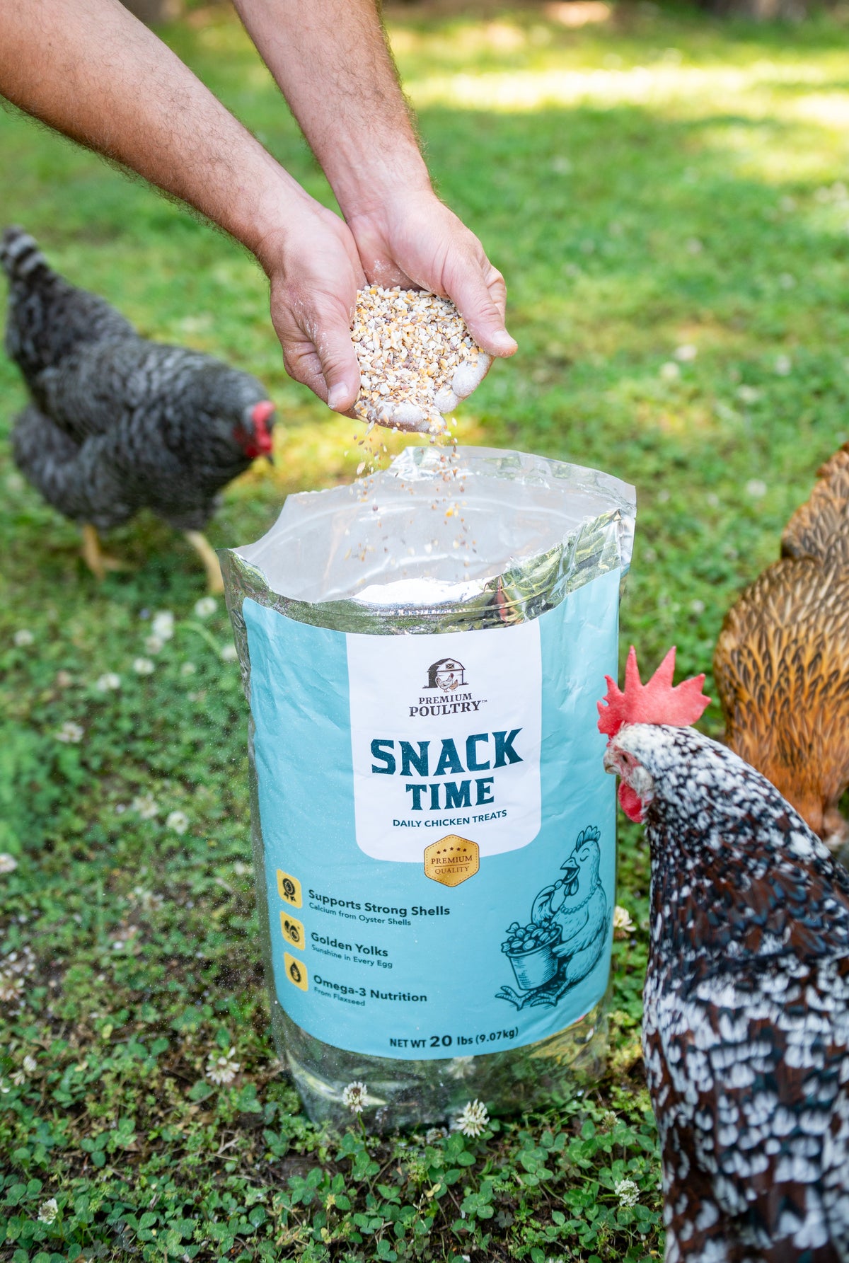 Backyard Chicken Starter Kit
