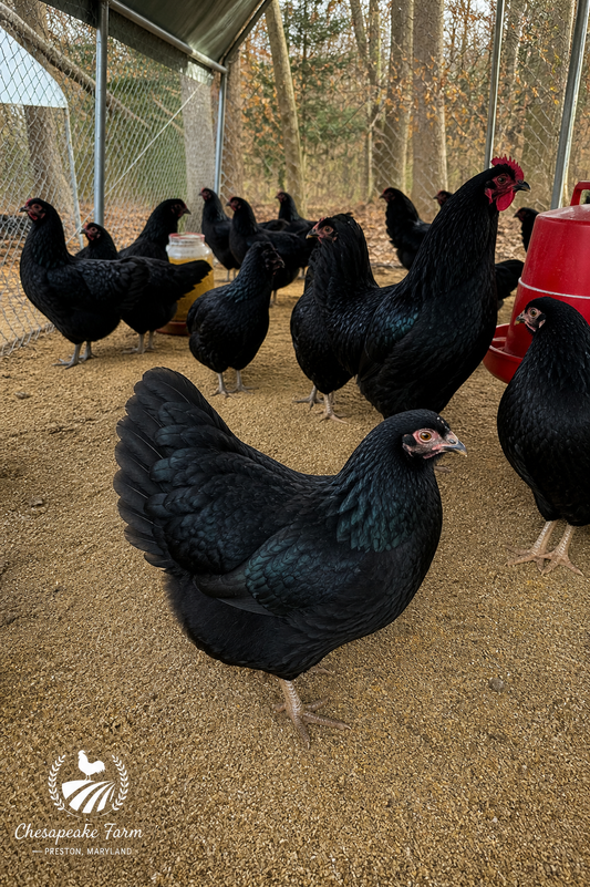 Black Australorp — Day-Old Chicks