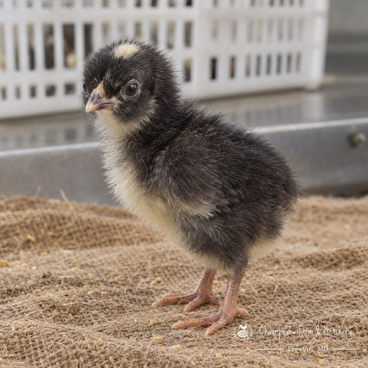 Barred Plymouth Rock day-old chick with black down and a white head spot on burlap