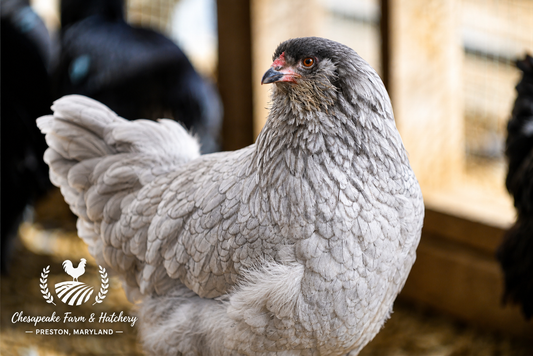 BBS Ameraucana — Day-Old Chicks