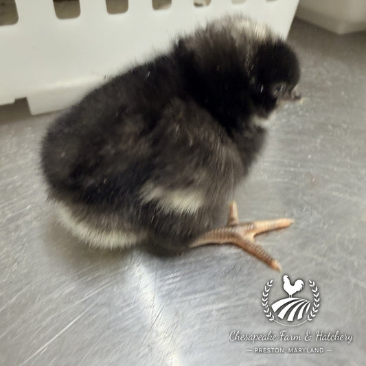 Black Australorp day-old chick on a steel table at Chesapeake Farm & Hatchery