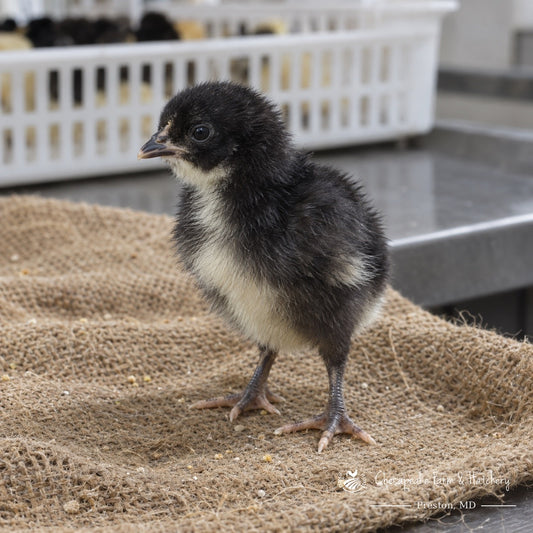 Black Australorp day-old chick with black down and a cream chest on burlap