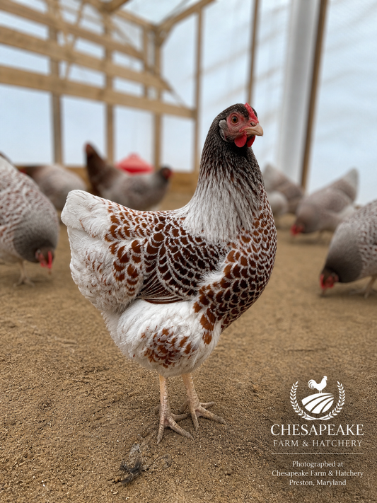 Blue Laced Red Wyandotte — Day-Old Chicks