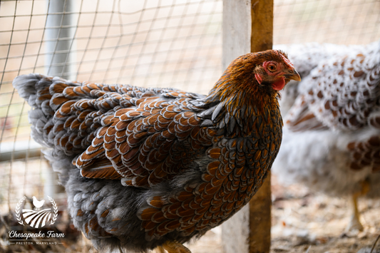 Blue Laced Red Wyandotte — Day-Old Chicks