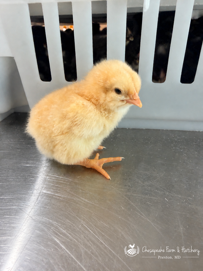 Buff Orpington — Day-Old Chicks