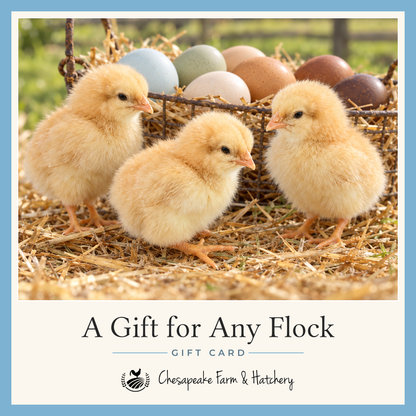 All-occasion gift card showing three yellow Buff Orpington chicks on straw before a basket of colorful eggs, with the Chesapeake Farm & Hatchery logo