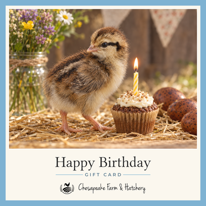 Birthday gift card showing a striped Welsummer chick beside a cupcake with a lit candle and speckled brown eggs, with the Chesapeake Farm & Hatchery logo