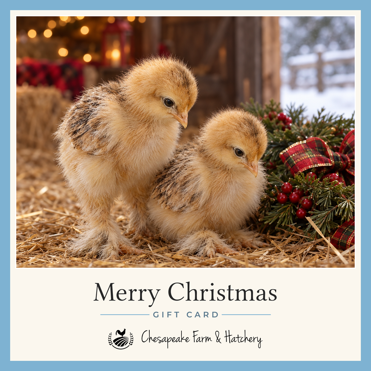 Christmas gift card showing two golden Buff Brahma chicks in straw beside a berry wreath with plaid ribbon in a lit barn, with the Chesapeake Farm & Hatchery logo