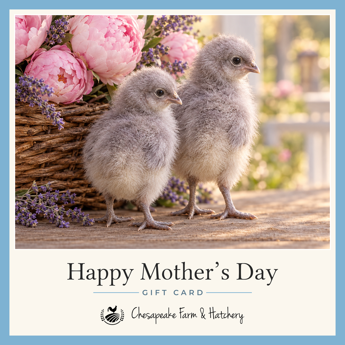 Mother's Day gift card showing two lavender-gray Lavender Orpington chicks beside a basket of pink peonies and lavender, with the Chesapeake Farm & Hatchery logo