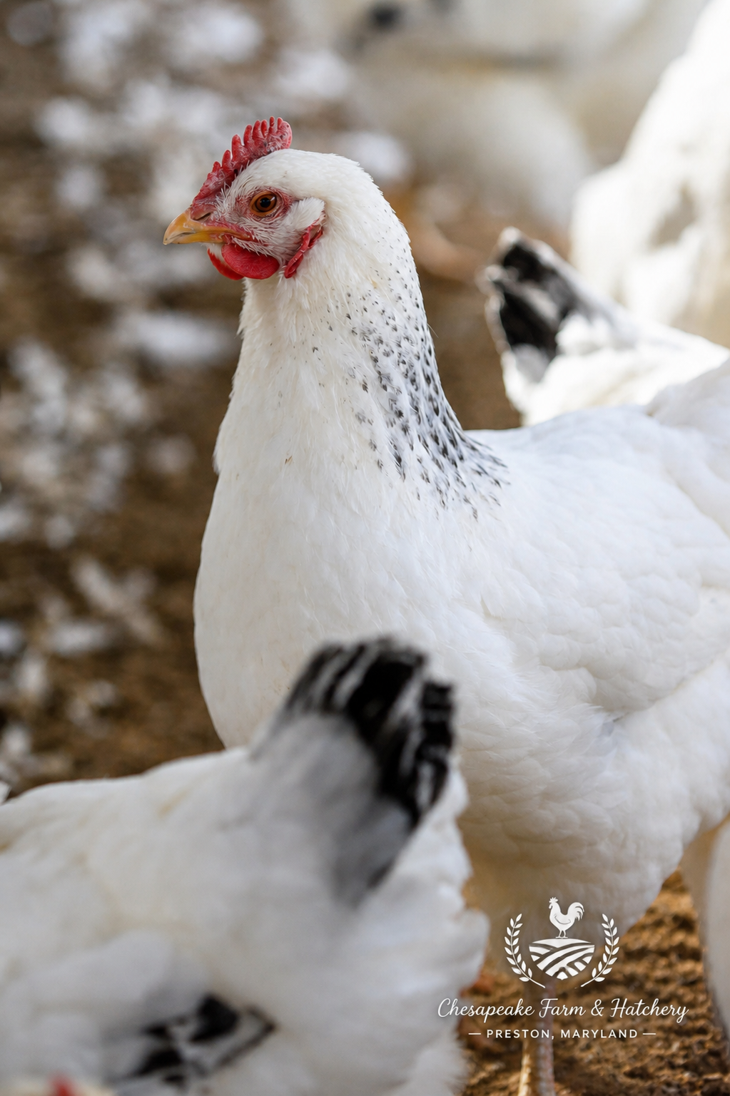 Delaware — Day-Old Chicks