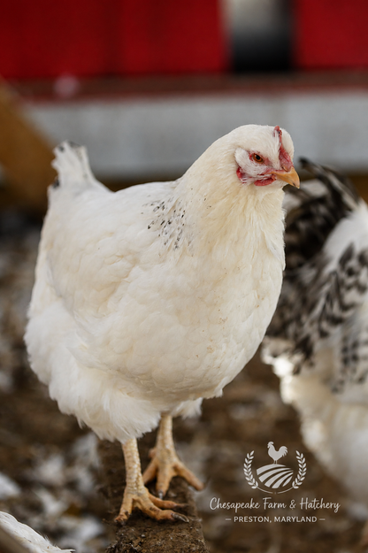 Delaware — Day-Old Chicks