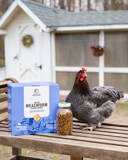 Dried Mealworms