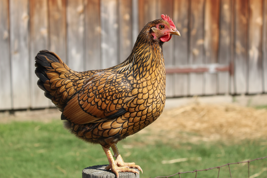 Gold Laced Wyandotte Pullet