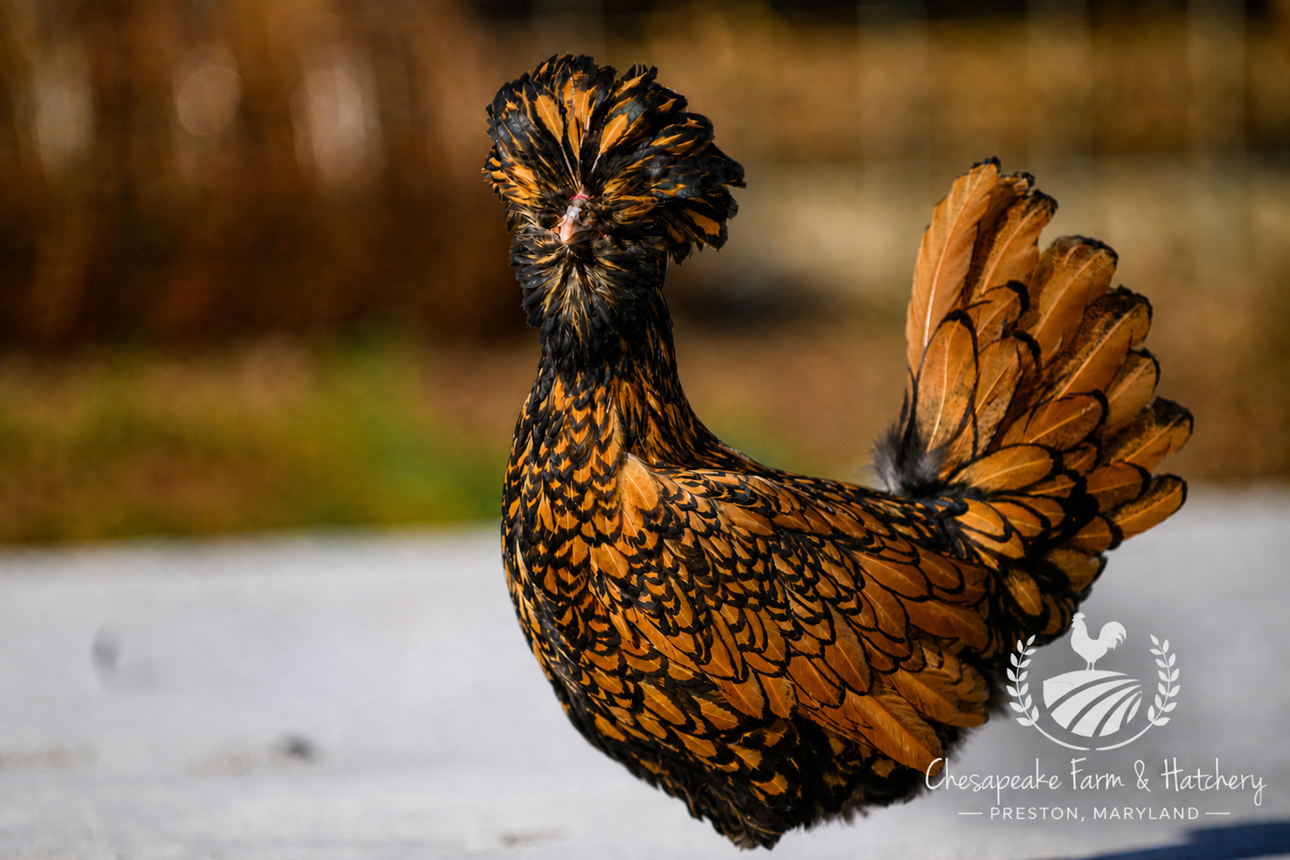 Assorted Polish — Day-Old Chicks