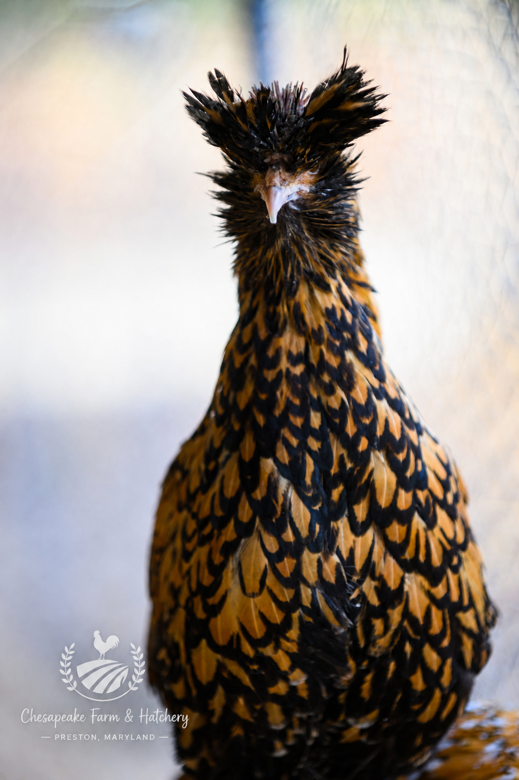 Assorted Polish — Day-Old Chicks