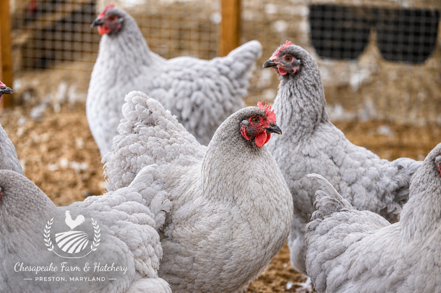Lavender Orpington — Day-Old Chicks