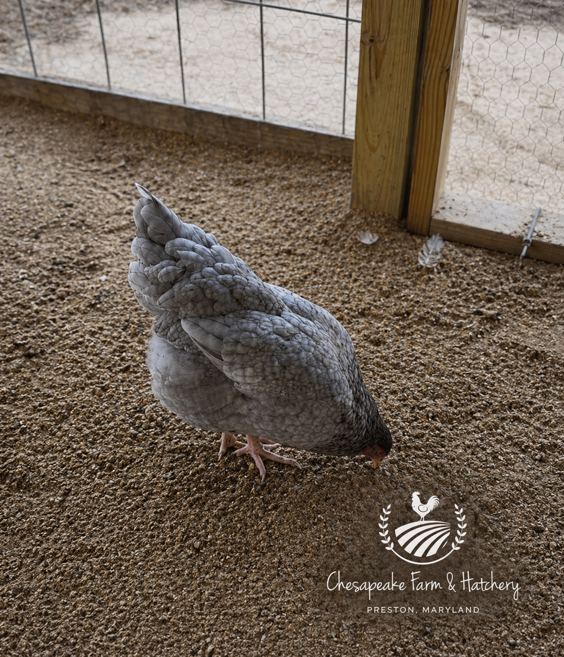 Lavender Orpington — Day-Old Chicks