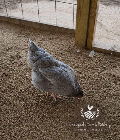 Lavender Orpington — Day-Old Chicks